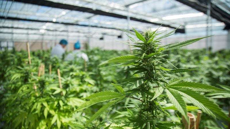 Cultivo de cannabis, un proyecto provincial que une salud y economía