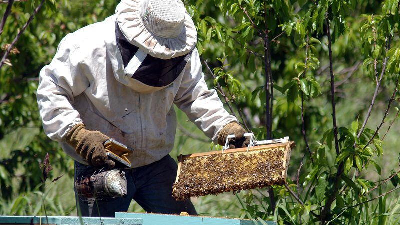 Covid: los apicultores reclaman contra San Luis por los excesivos controles