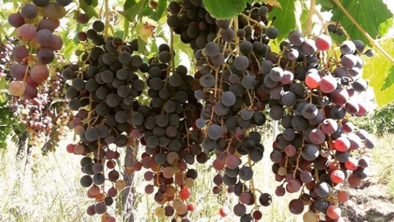 Realizan jornadas latinoamericanas para revalorizar el potencial enológico de las uvas criollas