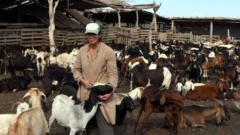Video: Mendoza es la segunda productora de cabras del país pero la sequía pone en jaque la actividad