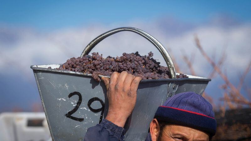 El Observatorio Vitivinícola Argentino llegó a la cima en un ranking mundial de páginas web en español dedicadas al vino 