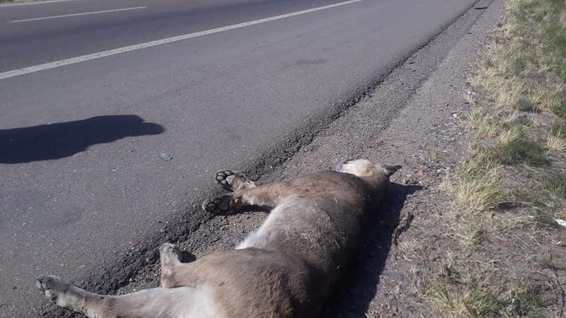 Llamativo hallazgo de un puma atropellado al costado de la Ruta 40, en Tupungato
