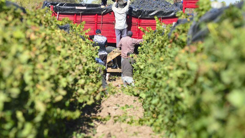 El Senado aprobó que los contratistas de viñas tengan 12 salarios 
